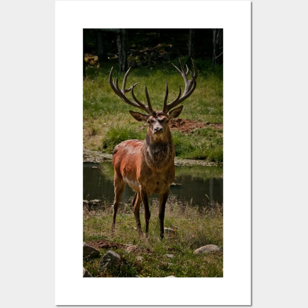 Red Deer Buck Wall Art by jaydee1400